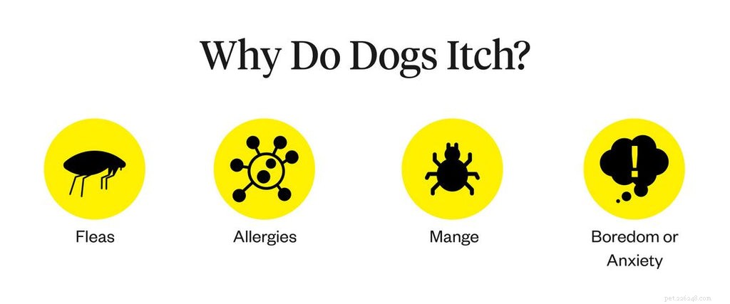 Dog Itching Explained: Causes, Symptoms & Proven Relief