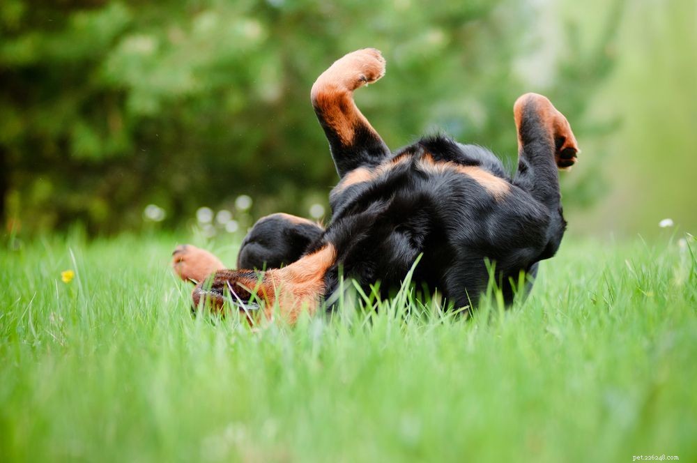 Dog Itching Explained: Causes, Symptoms & Proven Relief