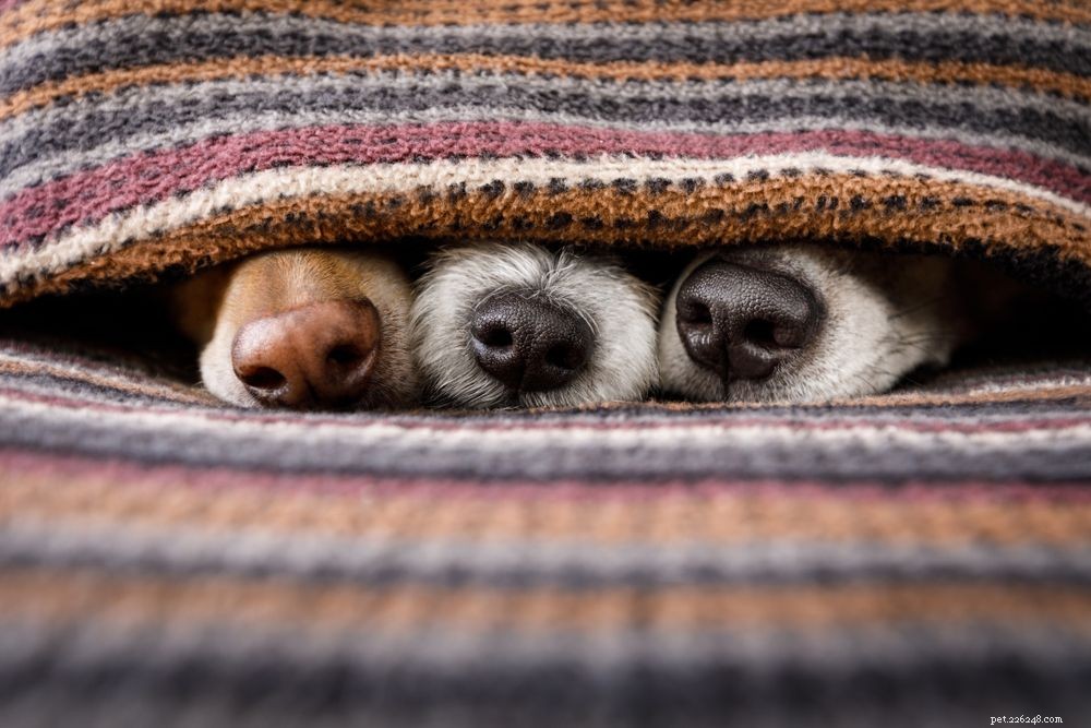 Understanding Your Dog’s Runny Nose: Causes, Symptoms & Effective Treatments