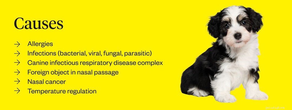Understanding Your Dog’s Runny Nose: Causes, Symptoms & Effective Treatments