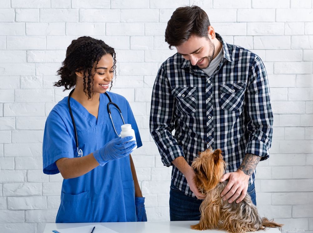Understanding Your Dog’s Runny Nose: Causes, Symptoms & Effective Treatments