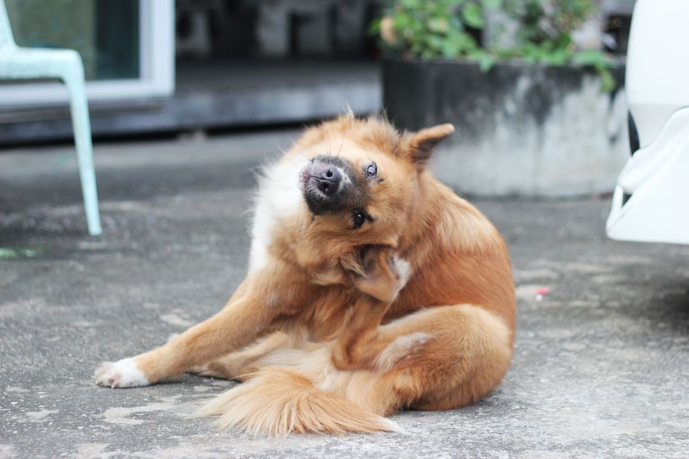 Dog Ear Infections: Symptoms, Causes & Effective Treatments