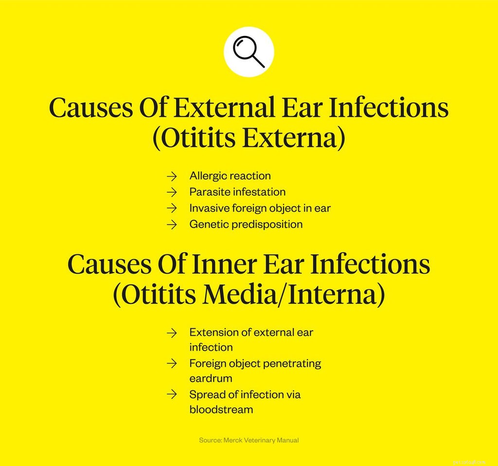 Dog Ear Infections: Symptoms, Causes & Effective Treatments