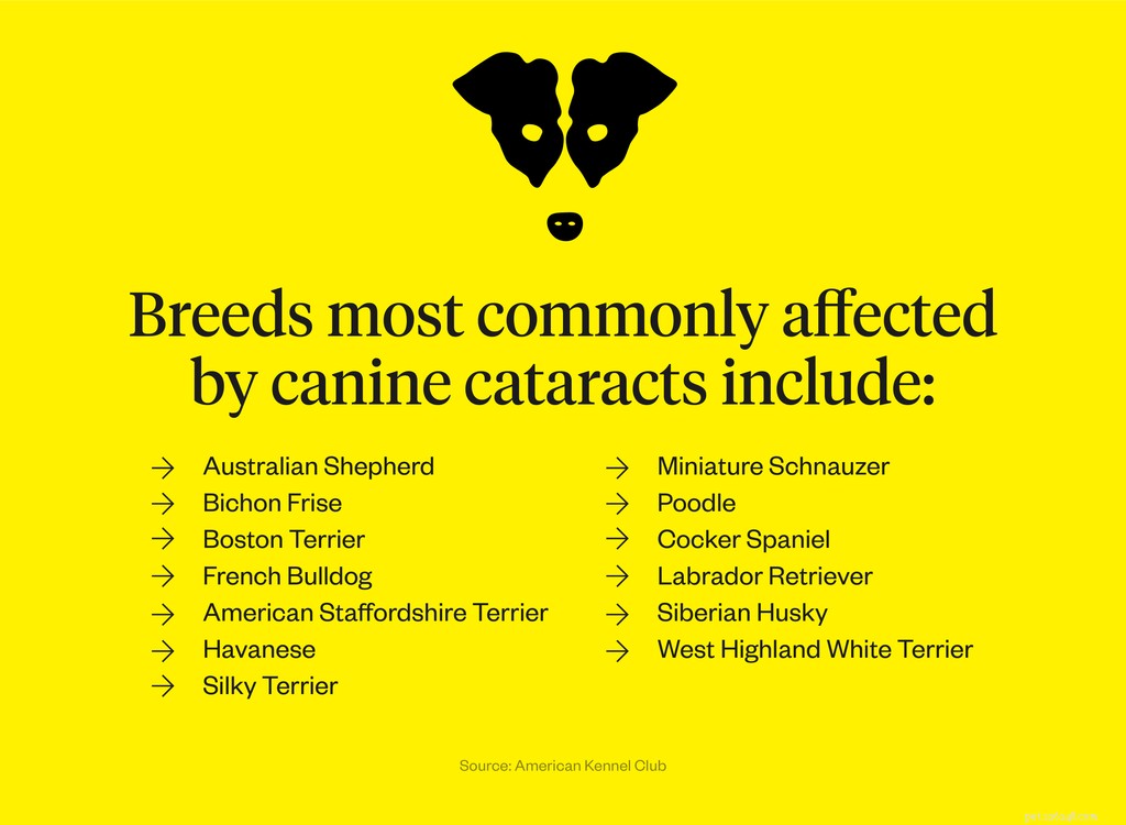 Understanding Cloudy Eyes in Dogs: Causes, Symptoms, and Treatments