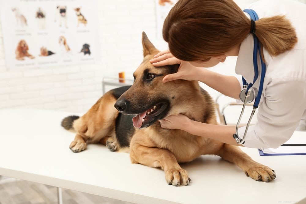 Understanding Cloudy Eyes in Dogs: Causes, Symptoms, and Treatments