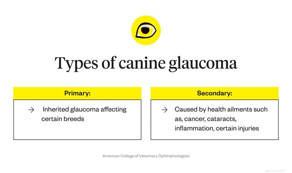 Understanding Cloudy Eyes in Dogs: Causes, Symptoms, and Treatments