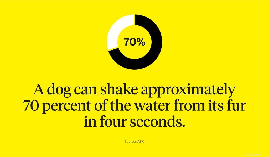 Dog Shaking Explained: Causes, Symptoms, and Vet-Approved Treatments