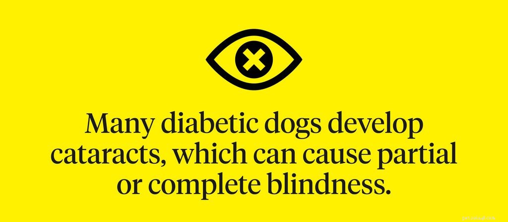 Recognizing Dog Blindness: Early Signs Your Canine Is Losing Vision