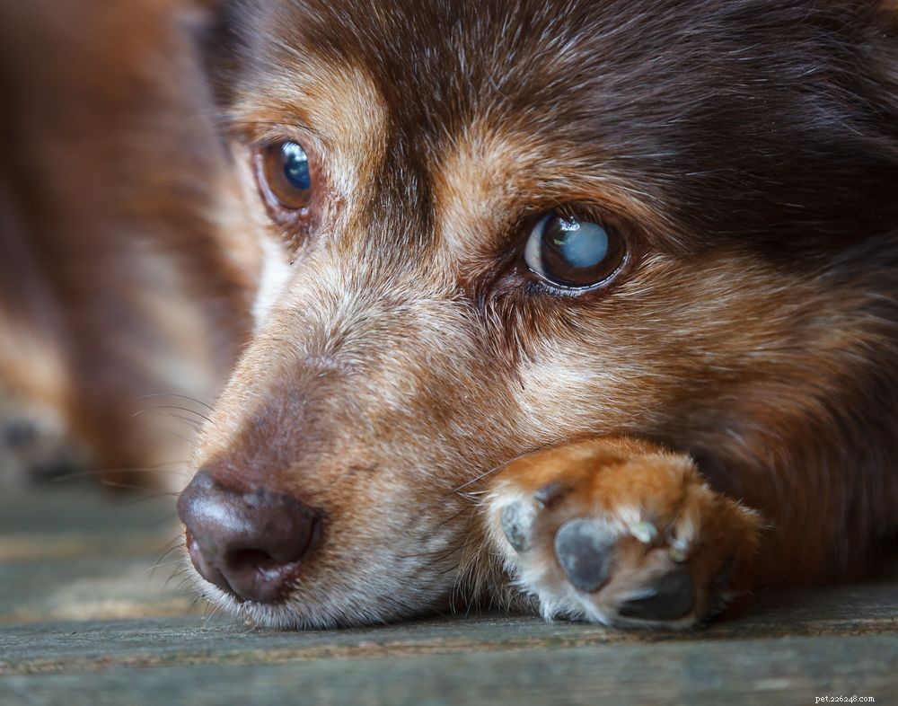 Recognizing Dog Blindness: Early Signs Your Canine Is Losing Vision