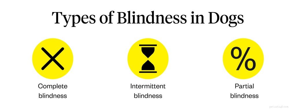 Recognizing Dog Blindness: Early Signs Your Canine Is Losing Vision