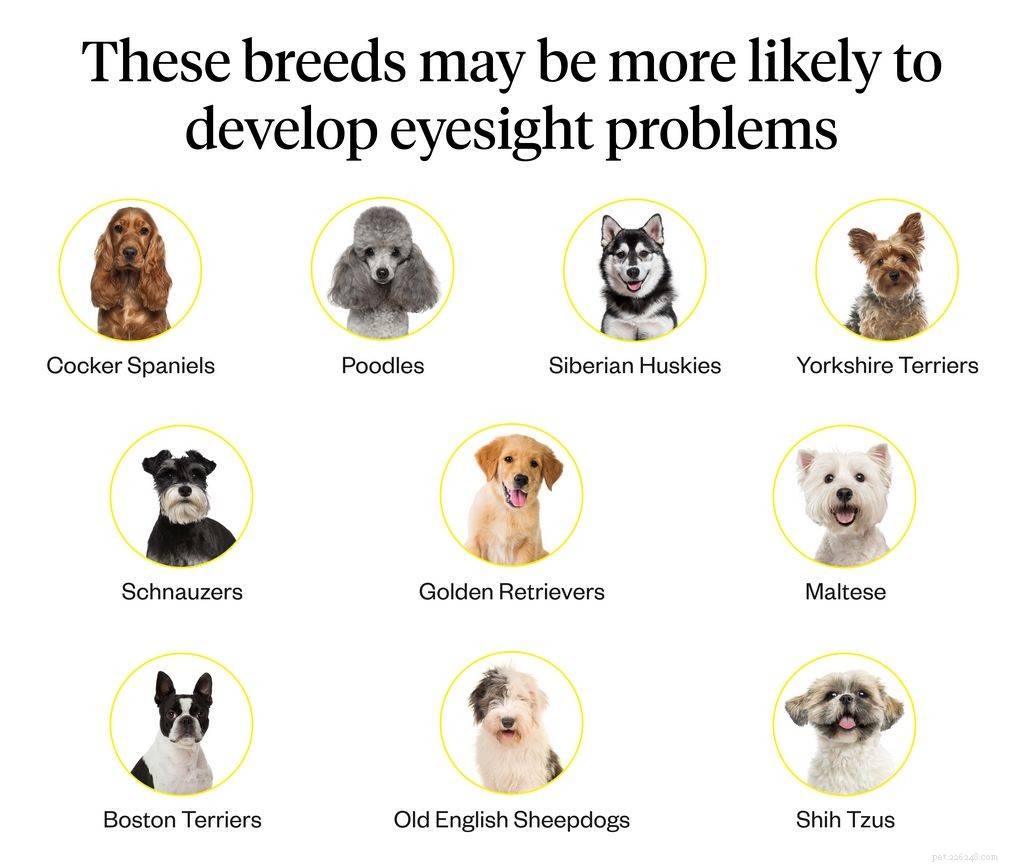 Recognizing Dog Blindness: Early Signs Your Canine Is Losing Vision