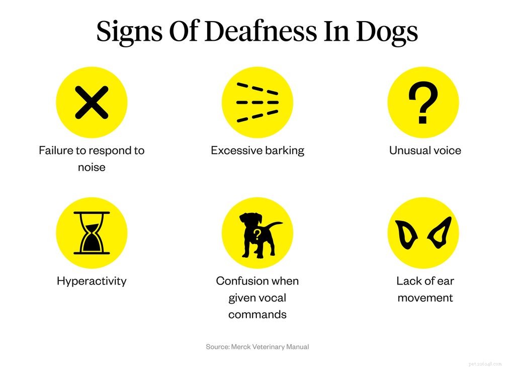 Understanding Dog Deafness: Signs, Causes, and Effective Treatments