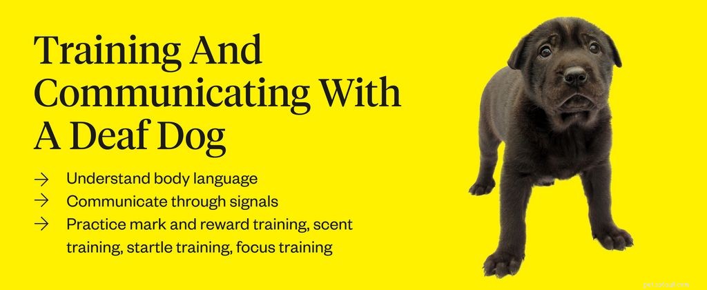 Understanding Dog Deafness: Signs, Causes, and Effective Treatments