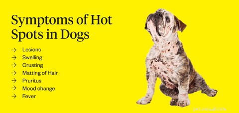 Understanding Dog Hot Spots: Causes, Treatment, and Prevention