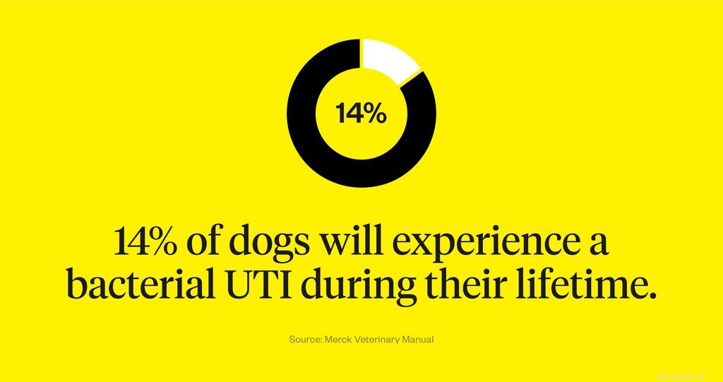 Dog Urinary Tract Infections: Symptoms, Causes & Effective Treatments