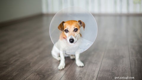 Understanding Dog Hot Spots: Causes, Treatment, and Prevention