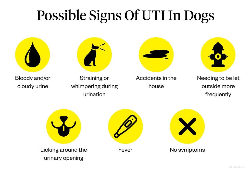 Dog Urinary Tract Infections: Symptoms, Causes & Effective Treatments