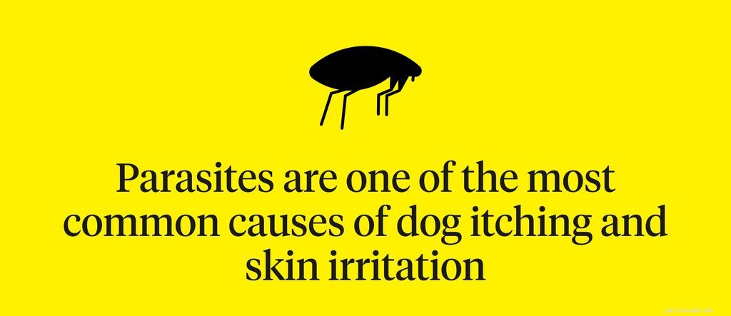 Dog Skin Irritation Explained: Causes, Symptoms & Proven Treatments