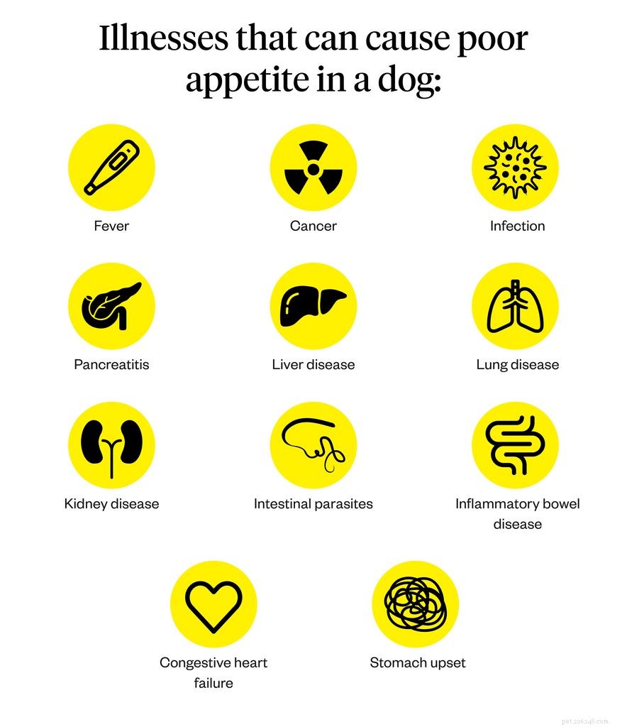 Why Won t My Dog Refuse to Eat? Signs & Solutions