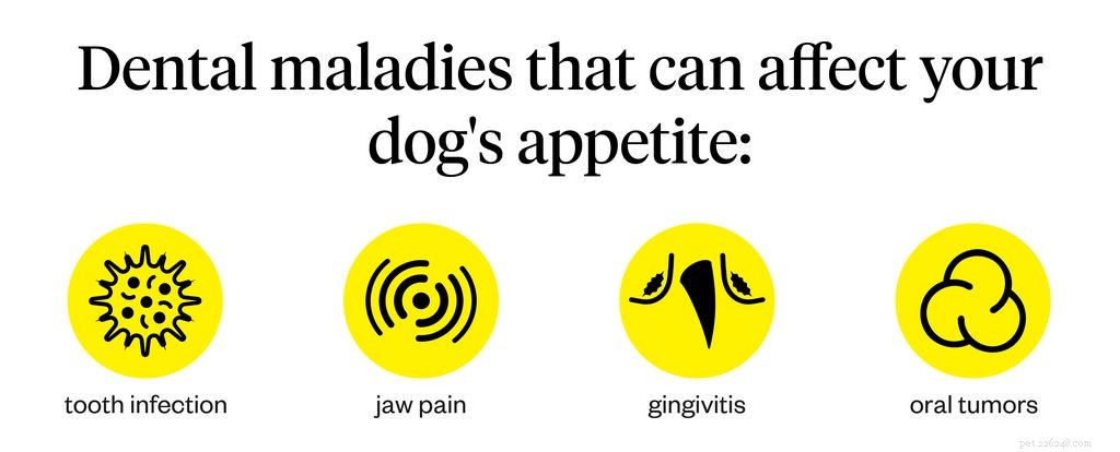 Why Won t My Dog Refuse to Eat? Signs & Solutions