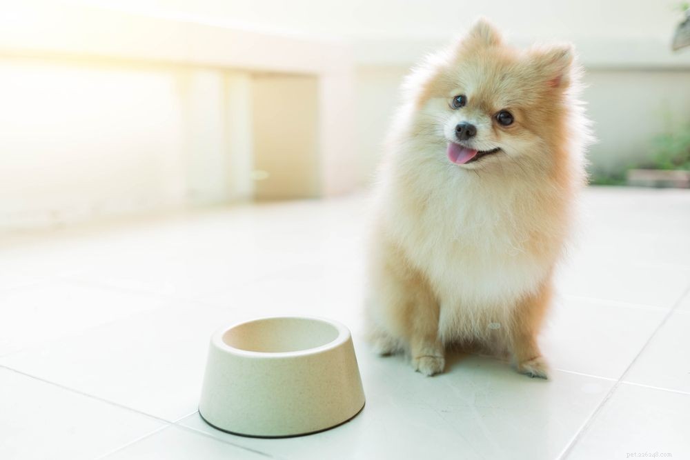 Why Won t My Dog Refuse to Eat? Signs & Solutions