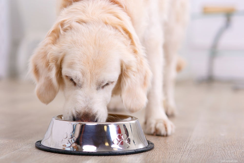What Causes Dogs to Vomit and How to Find the Right Treatment