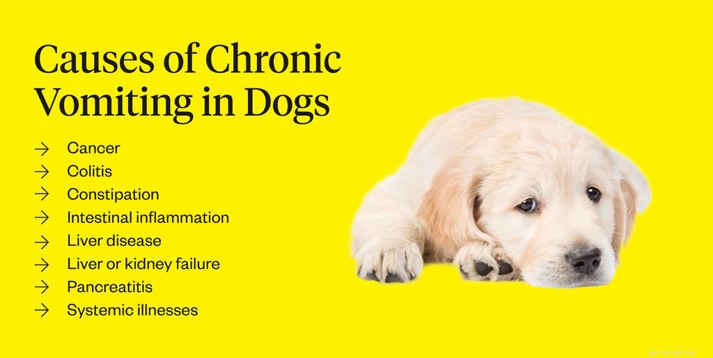 What Causes Dogs to Vomit and How to Find the Right Treatment
