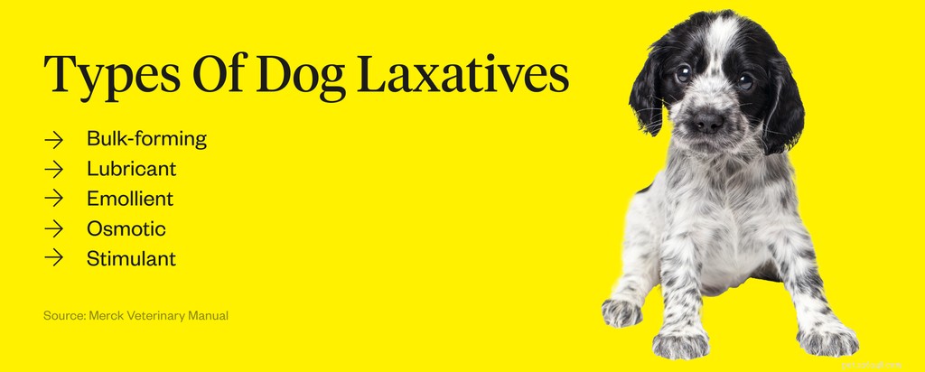 Is It Safe to Give Your Dog a Laxative? Vet-Approved Guidance