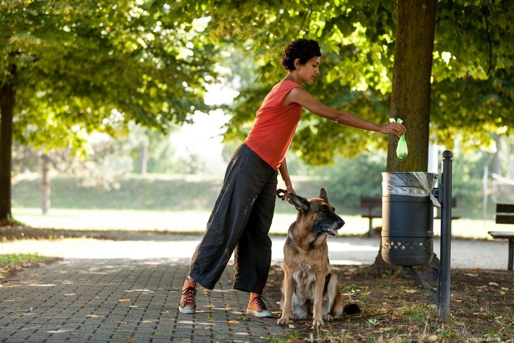 Is It Safe to Give Your Dog a Laxative? Vet-Approved Guidance