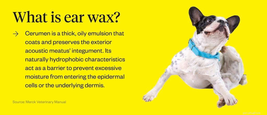 Dog Ear Mites vs. Ear Wax: Quick Guide to Spotting and Treating Each Issue
