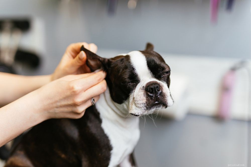 Dog Ear Mites vs. Ear Wax: Quick Guide to Spotting and Treating Each Issue