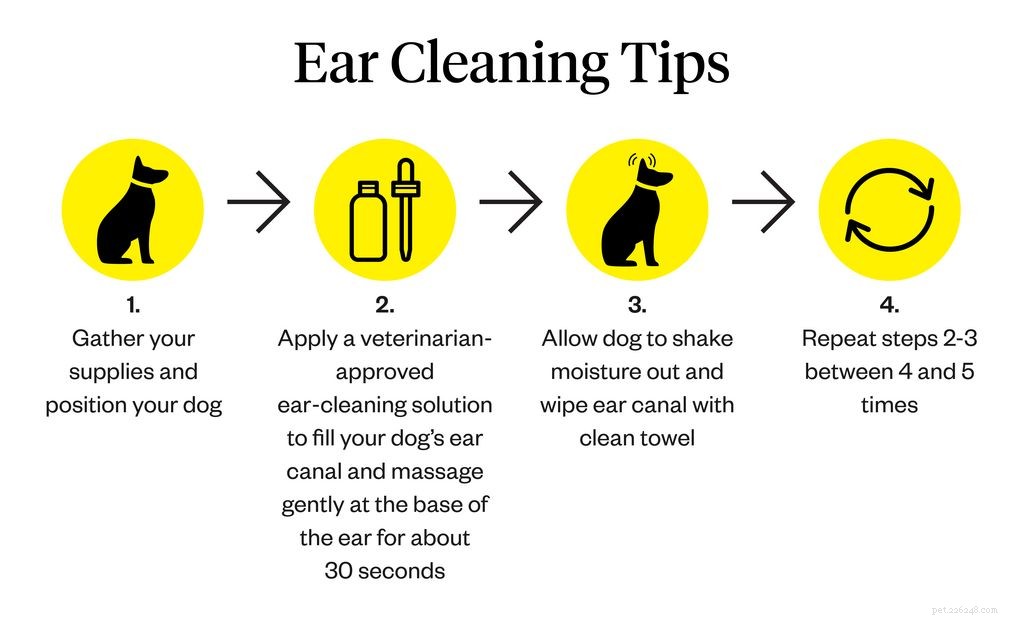 Dog Ear Mites vs. Ear Wax: Quick Guide to Spotting and Treating Each Issue