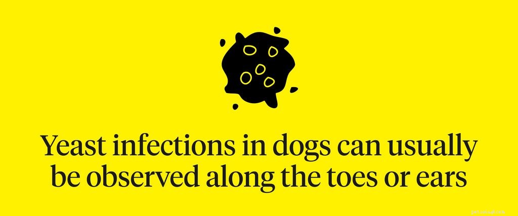 Dog Dandruff Explained: Symptoms, Causes & Effective Treatments