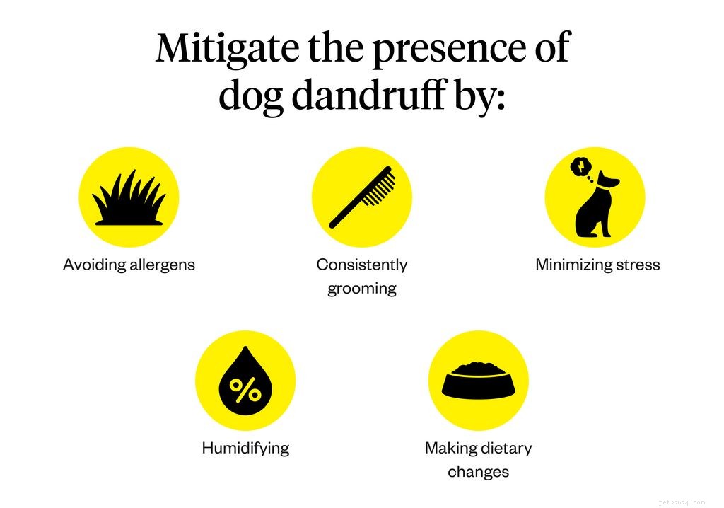 Dog Dandruff Explained: Symptoms, Causes & Effective Treatments