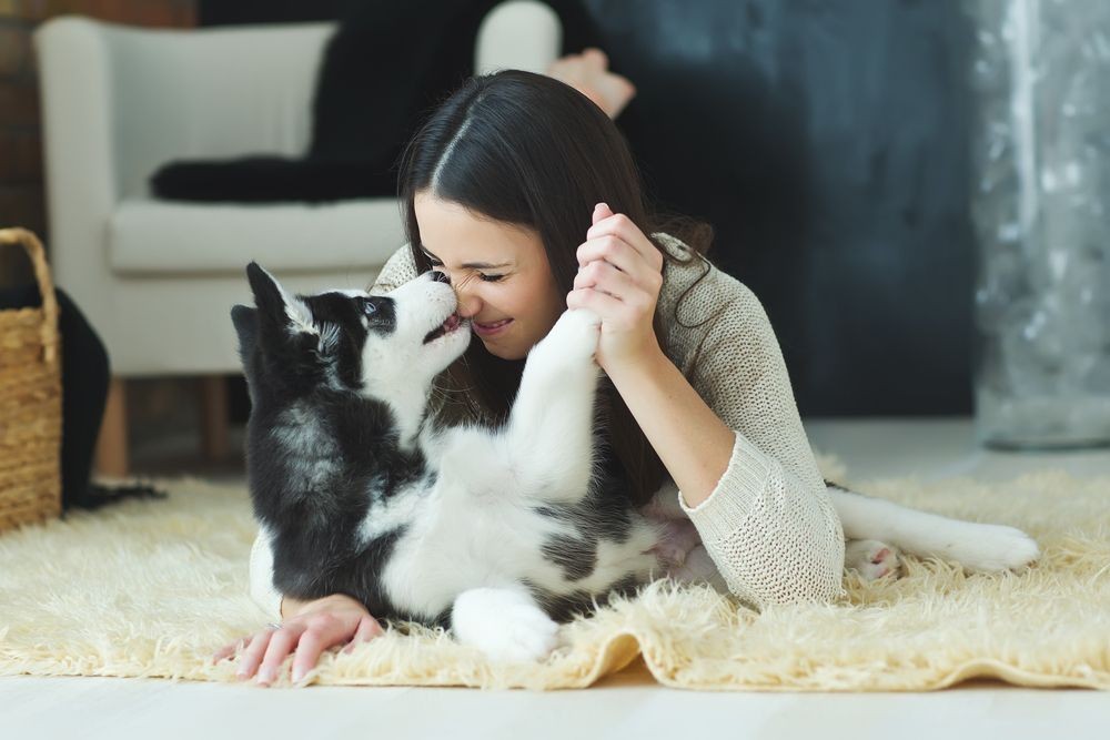 Dog Dandruff Explained: Symptoms, Causes & Effective Treatments
