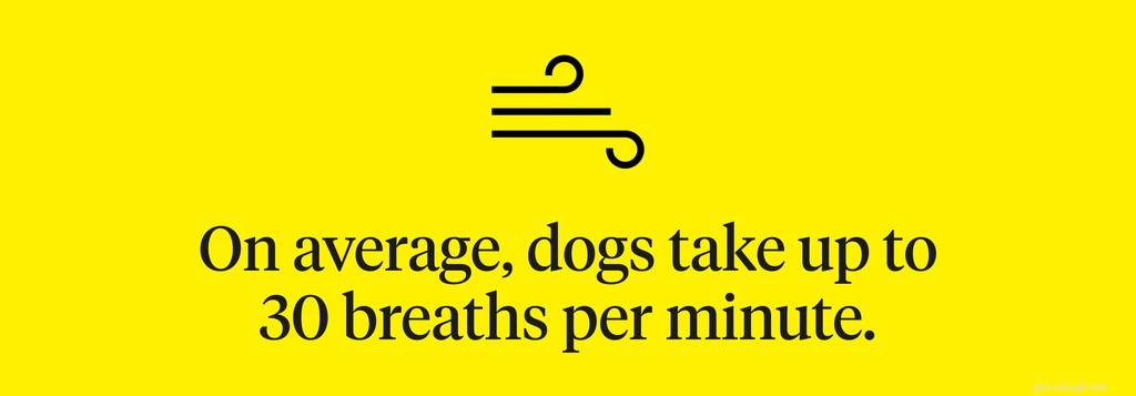 What to Do When Your Dog Panting Heavily: Signs of Trouble & Immediate Steps