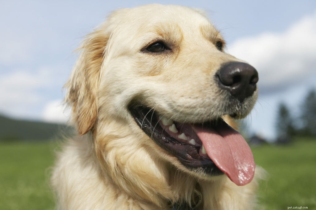 What to Do When Your Dog Panting Heavily: Signs of Trouble & Immediate Steps