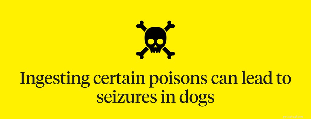 Recognizing Seizure Signs in Dogs: Symptoms, Causes, and Immediate Care