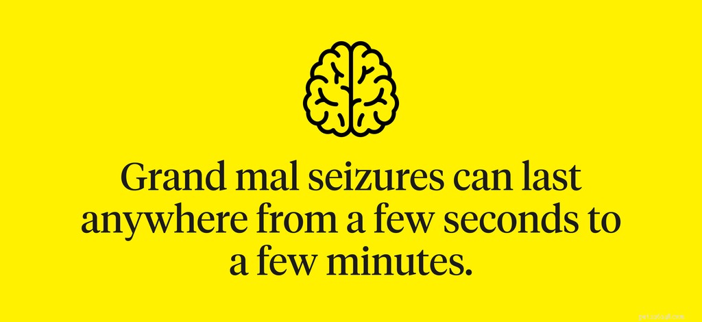 Recognizing Seizure Signs in Dogs: Symptoms, Causes, and Immediate Care