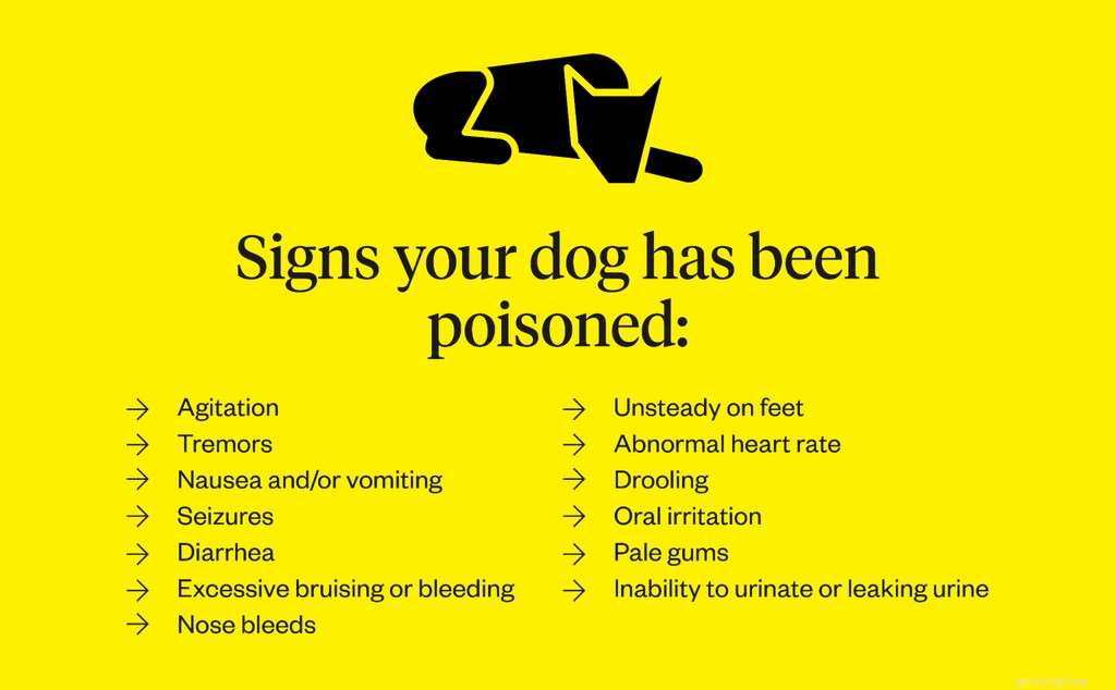 What Dogs Should Never Eat: A Complete Guide to Common Poisons