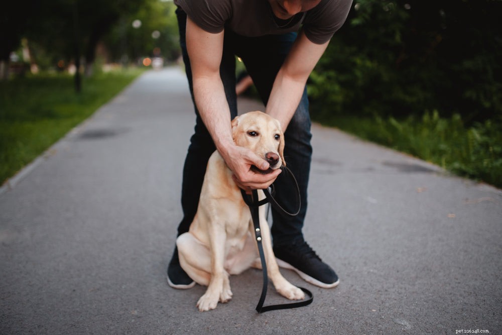 What Dogs Should Never Eat: A Complete Guide to Common Poisons