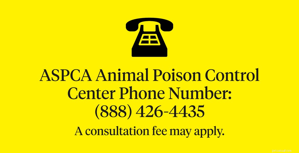 What Dogs Should Never Eat: A Complete Guide to Common Poisons