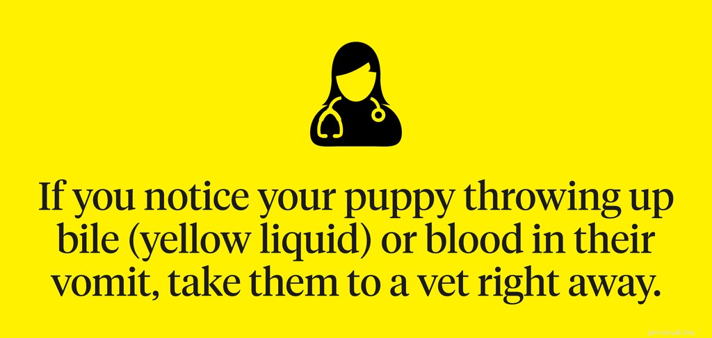How to Handle Your Puppy’s Vomiting: Expert Advice & Quick Actions