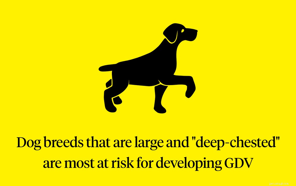 Understanding a Bloated Dog: Signs, Causes, and Urgent GDV Treatment