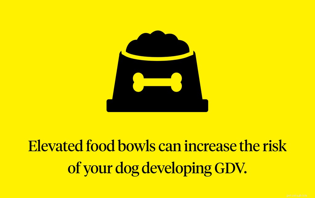 Understanding a Bloated Dog: Signs, Causes, and Urgent GDV Treatment