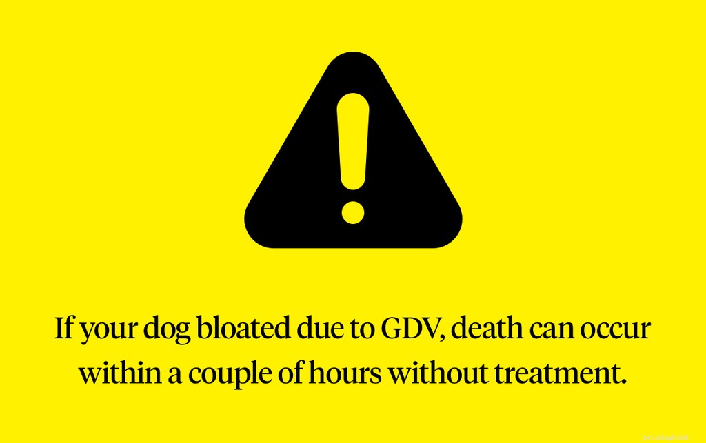Understanding a Bloated Dog: Signs, Causes, and Urgent GDV Treatment