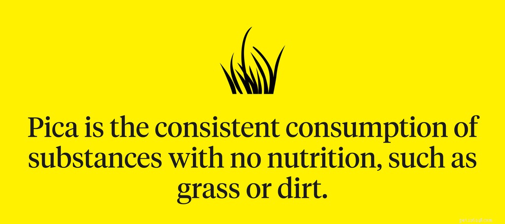 When Your Dog Eats Grass: Normal or a Red Flag?