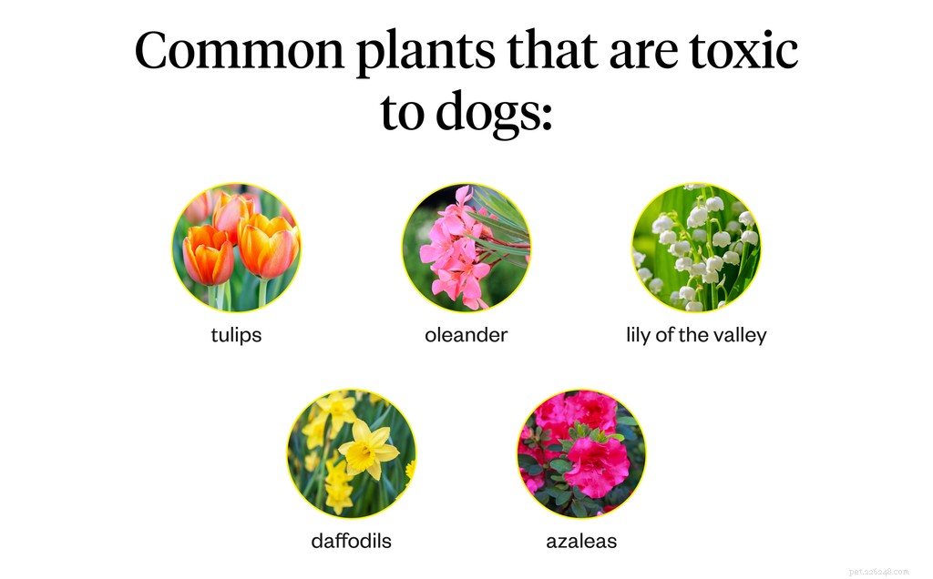 When Your Dog Eats Grass: Normal or a Red Flag?