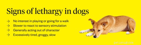 Is Your Dog Lethargic? Common Causes & When to Call the Vet