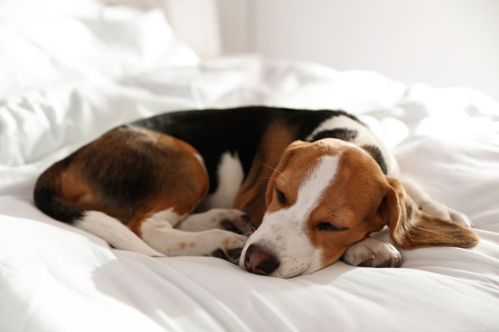 Is Your Dog Lethargic? Common Causes & When to Call the Vet